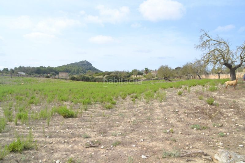 Foto cb28c1c7-3dab-41b1-b26b-6404b6a407a8. Masia a Sineu