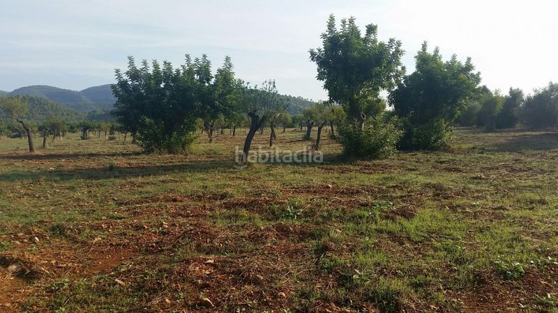 Foto 0aa757fd-3ea1-458e-b088-b54b881c63ea. Masia a Campanet