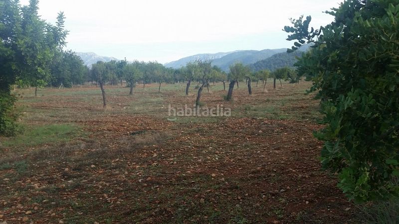 Foto a82de880-8309-48ca-8dec-0d3769cc099c. Masia a Campanet