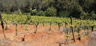 Finca rústica a Bv-2411 48. Finca de 9.200 m2, viñedo y situada a 700 metros del pueblo.