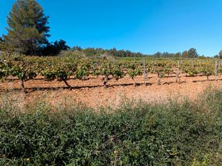 Finca rústica a Sant Julià. Sant marti sarroca.- finca de 4,1 hectareas con viña y olivos.