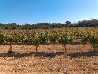 Finca rústica a Sant Julià. Sant marti sarroca.- finca de 8,6 hectáreas con viña, olivos y b