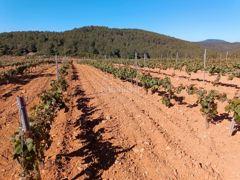 Foto 0cbd9a61-f47f-4512-9954-e83c6f6c2cf2. Fondo rustico in Sant Julià Vilafranca del Penedès