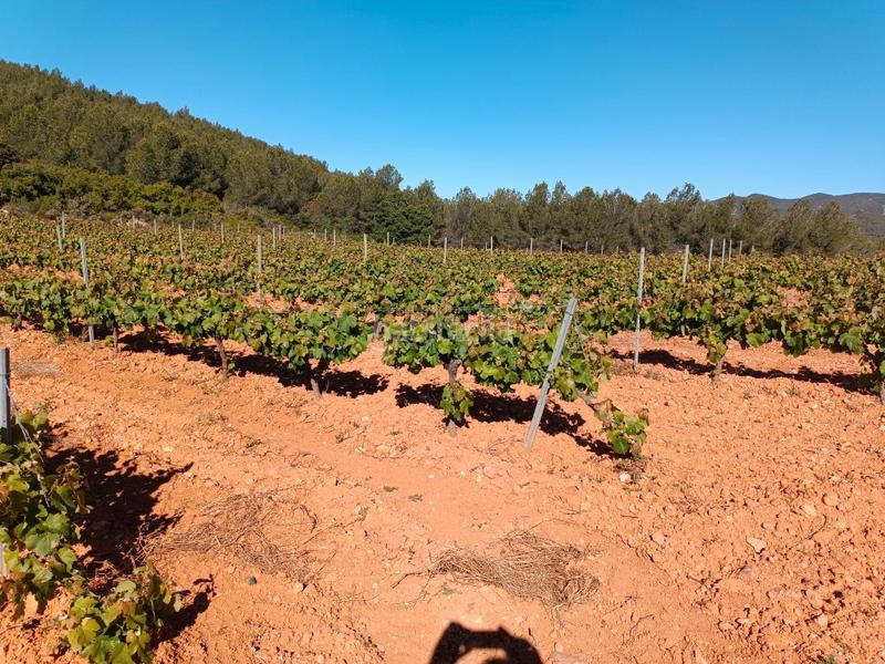 Foto 18ed6382-af20-47f3-a161-5e7a9bbf13a6. Fondo rustico in Sant Julià Vilafranca del Penedès