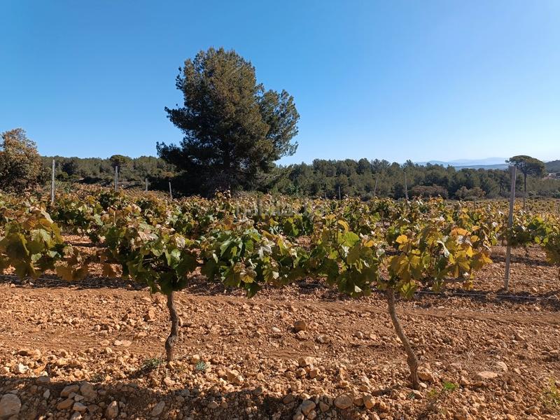 Foto 19cedddf-4ea1-44cb-8948-1668fa59ecb1. Fondo rustico in Sant Julià Vilafranca del Penedès