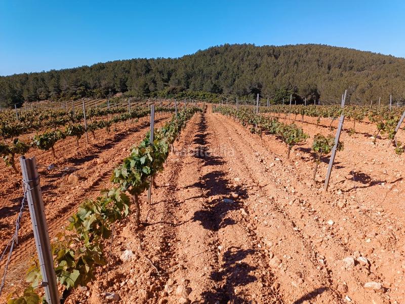 Foto 1a8efa6e-13da-45be-bf5b-9eca7bdb3911. Fondo rustico in Sant Julià Vilafranca del Penedès