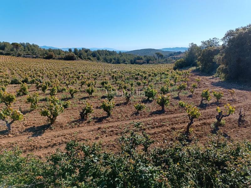 Foto 1acbe483-85c1-43db-8929-68dc3d5e2fb3. Fondo rustico in Sant Julià Vilafranca del Penedès