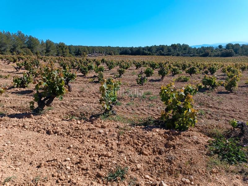 Foto 22efc33c-678c-4569-a8c5-e82e6da84efc. Fondo rustico in Sant Julià Vilafranca del Penedès