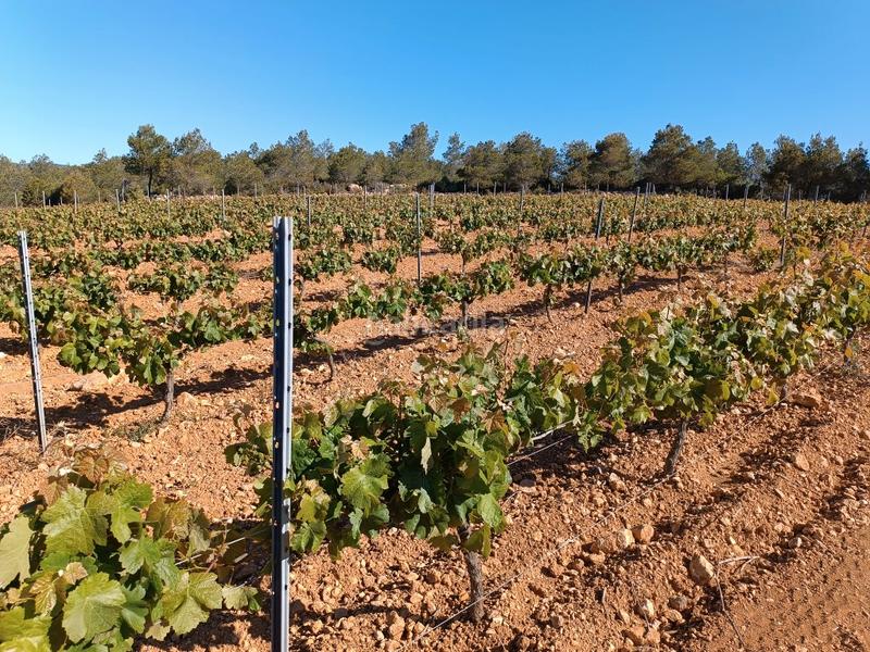 Foto 59022d48-b0d6-416e-bfcd-f7264dc7d510. Fondo rustico in Sant Julià Vilafranca del Penedès