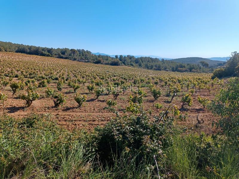 Foto 76e6c64d-981a-44db-a2c3-88f415362f6b. Fondo rustico in Sant Julià Vilafranca del Penedès