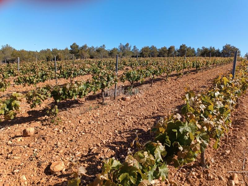 Foto 86117a2c-c97d-42a6-8be4-db846cd2a32f. Fondo rustico in Sant Julià Vilafranca del Penedès