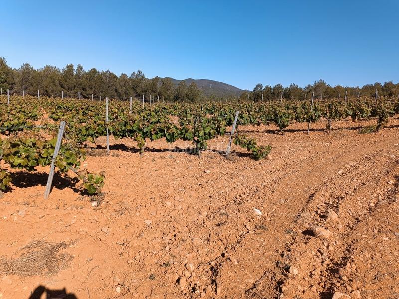 Foto 9fd9a511-3d15-434b-8121-140bad9dbe33. Fondo rustico in Sant Julià Vilafranca del Penedès