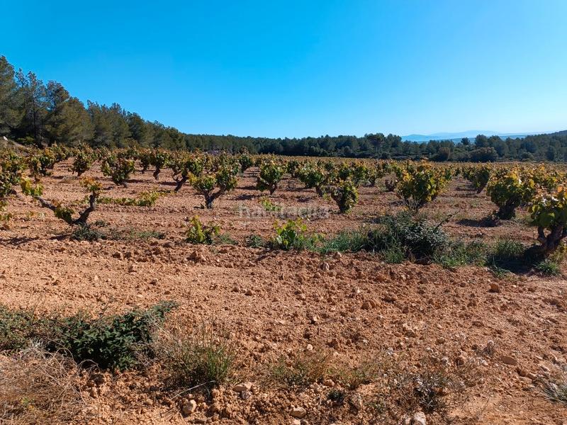 Foto c3606d52-e764-453a-9032-fe258d07a4d6. Fondo rustico in Sant Julià Vilafranca del Penedès