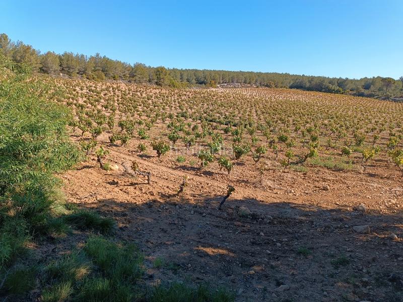 Foto d6108aaa-57be-48ec-a04b-3e585ed6963c. Fondo rustico in Sant Julià Vilafranca del Penedès
