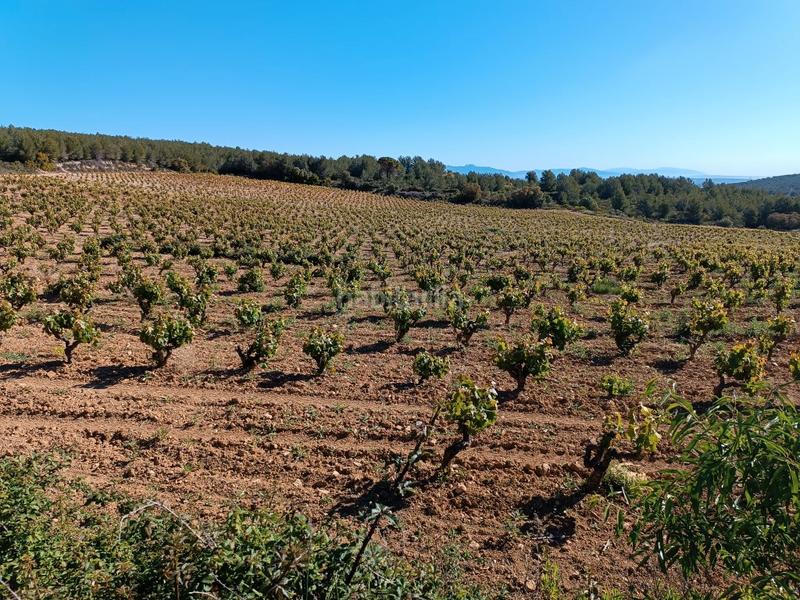 Foto eaa0fb35-4484-4727-a5e4-21110893f4d4. Fondo rustico in Sant Julià Vilafranca del Penedès
