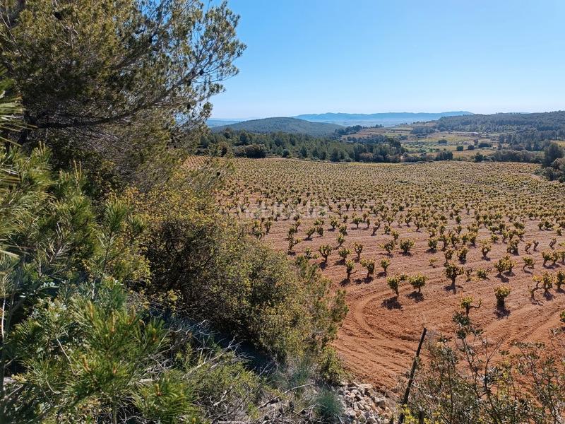 Foto eaa30fe5-7b1d-429e-8e91-c561a179c0e2. Fondo rustico in Sant Julià Vilafranca del Penedès
