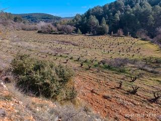 Finca rústica a Pontons. Finca de 5,7 ha. con 2,7 ha. de viña variedad parellada