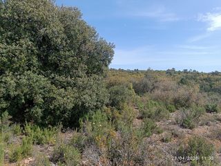 Rural plot in Fuenterrobles. Finca llana de 2.165 m2 con encinas, enebros y romeros