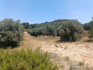 Propriété à Requena. Requena,- finca de 1 hectárea con olivos centenarios.