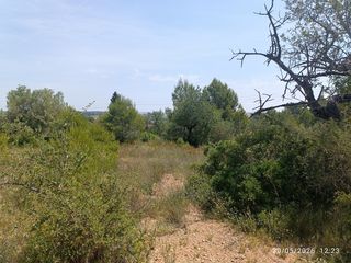 Landgut in Zona Hospital. Amposta,- finca de 36.000 m2 con olivos, algarrobos y pinar.