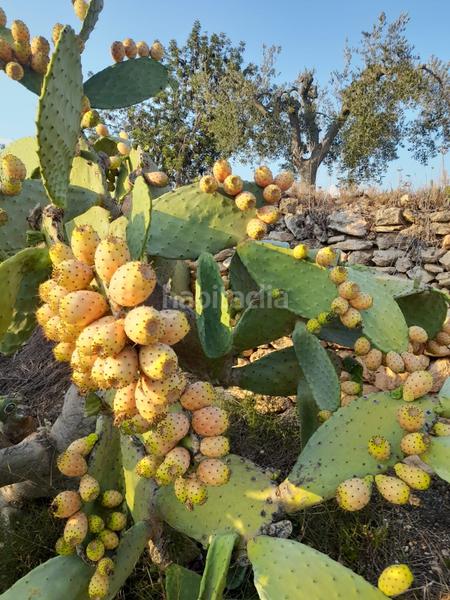 Foto 267a2a4f-6e6d-476d-8a9c-cda9c37ef283. Finca rústica a Salomó