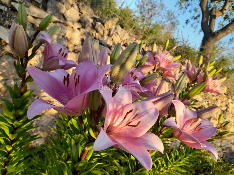 Foto aca44b46-c46d-4e6f-8c04-f794aee33264. Finca rústica a Salomó