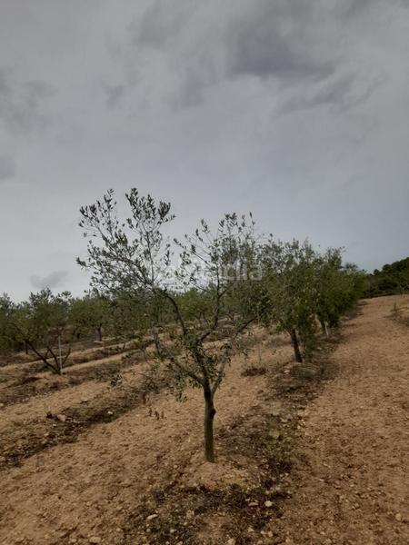 Foto c53cd9bb-0581-4c04-a6e4-4b775039ed7b. Finca rústica a Salomó