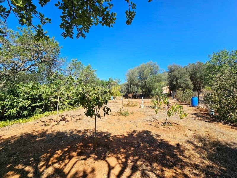 Foto dd9b687e-dcd4-4035-bd4c-c20e404fbdcd. Finca rústica a Llucmajor interior Llucmajor