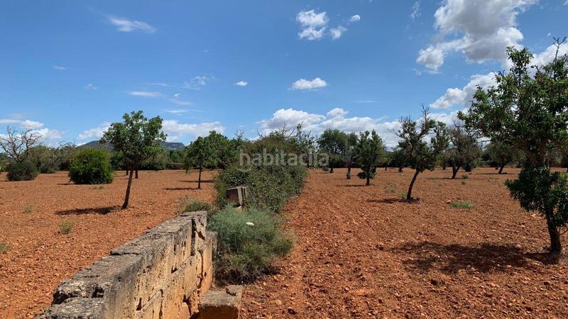 Foto fb6b0393-333c-4f7c-a2e2-3c5929ca80ef. Finca rústica a Llucmajor interior Llucmajor