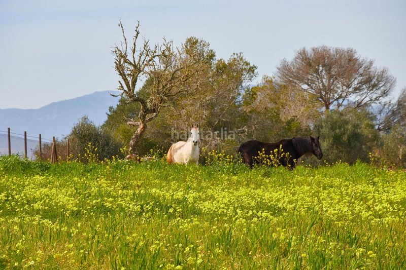 Foto 097a7d55-6622-46a6-9652-6e61d101cf79. Masia a Algaida