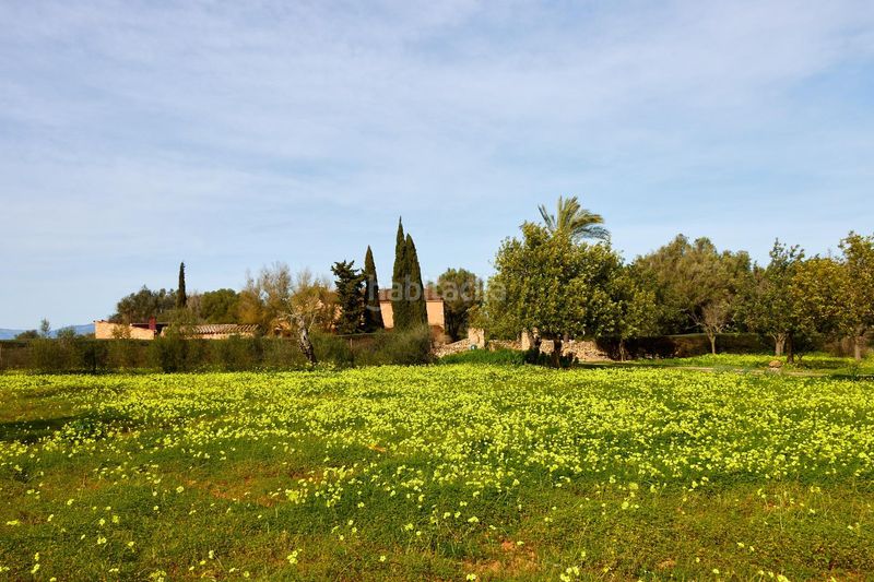 Foto d5370c6f-a8e3-4751-9bff-f71d298f7fe7. Masia a Algaida