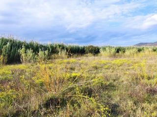 Terreny residencial a Palau-saverdera. Gran terreno para plantar viñedos.