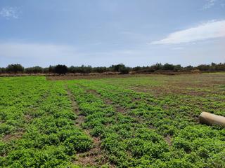 Masia a San Rafael del Ro. Finca de regadio con pozos