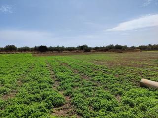 Bauernhof in San Rafael del Río. Finca de regadio con pozos