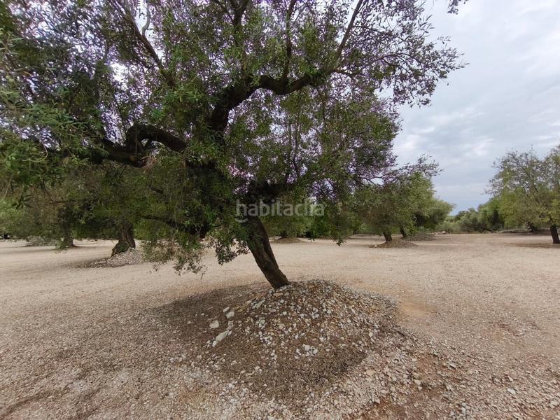 Foto 1d35b913-7a72-4e8b-8f14-80f77cd0924f. Finca rústica a Mas de Barberans