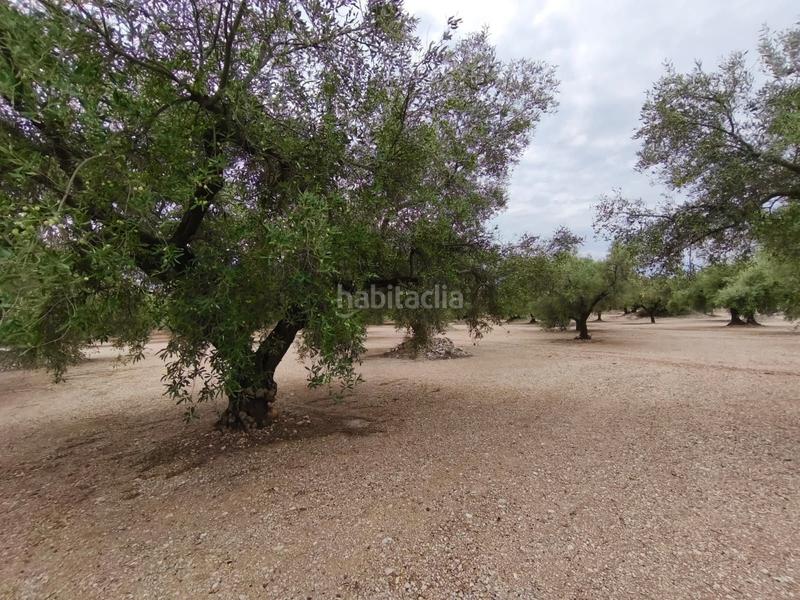 Foto 31b39d55-ec5c-4e43-9968-3243e421d102. Finca rústica a Mas de Barberans