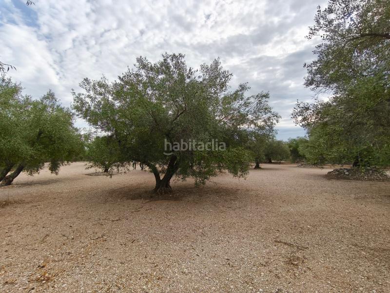 Foto 98b361c9-f297-48c4-8c34-8d3af4ce8bbf. Finca rústica a Mas de Barberans