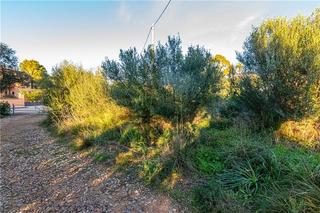 Residential Plot in Colònia de Sant Pere. Solar de 1012m2 aprox. en zona betlem,