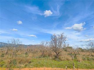 Finca rústica a Son Sardina. Carretera soller. solar de 169.025m2 aprox. apto para construir