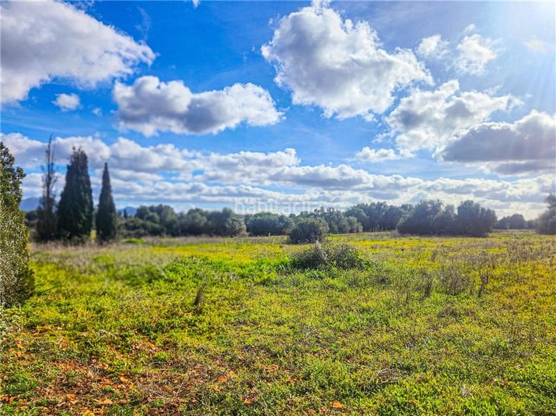 Foto eeb21779-f60f-4bb9-8729-637e57ee1824. Finca rústica a Felanitx poble Felanitx