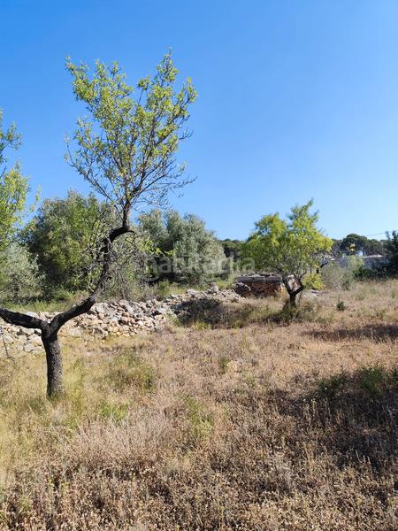Foto a534a61d-3c3b-4614-a07a-5d0aa1862815. Finca rústica partida bobalar en Pueblo Benicarló