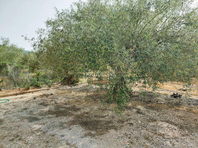 Foto aab2e9ae-bd9a-4b6e-b0ce-da59cd9222a2. Masia amb aparcament a Freginals