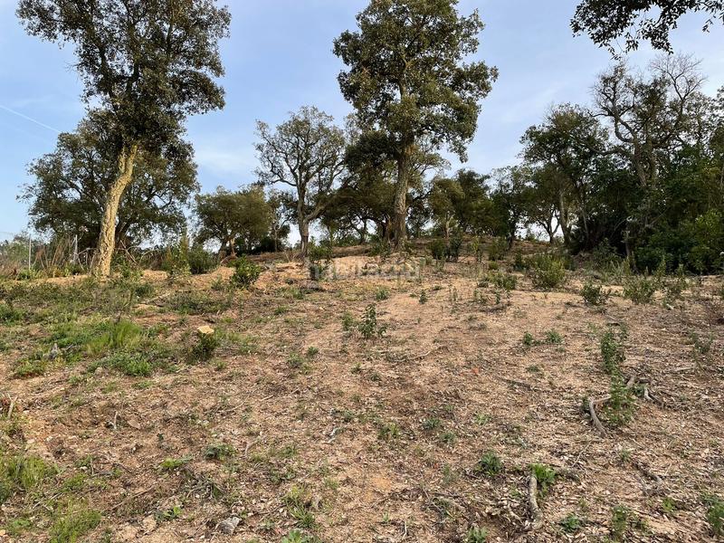 Foto d229e227-adde-44ed-83ca-01b3a78ca47d. Terrain résidentiel dans Montbarbat Maçanet de la Selva