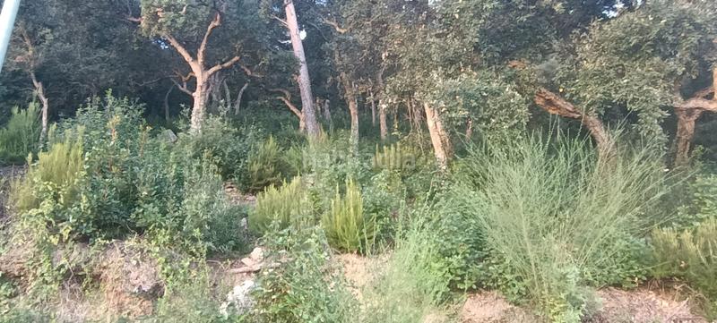 Foto efc9cda1-de92-435d-be1f-b170786ae3dd. Terreno residencial terreno en urbanización ciutat jardí en Palafolls