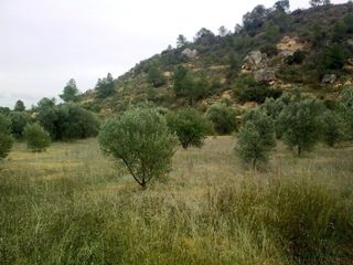 Fondo rustico in Riba-roja d´Ebre. Finca rústica en riba-roja