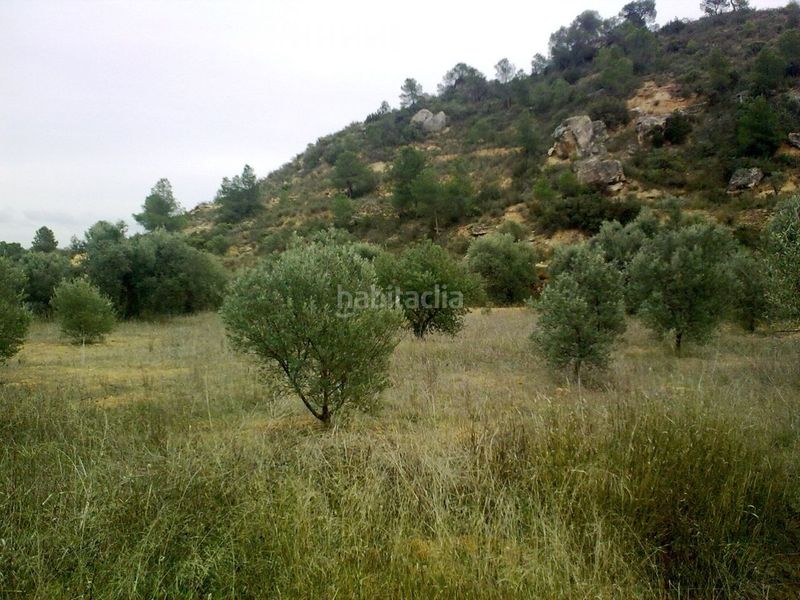 Foto 591c7edb-5e03-457c-a2df-b7dc95e08309. Finca rústica a Riba-roja d´Ebre