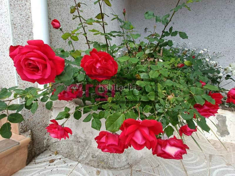 Foto 437b41eb-aa2a-4224-85da-57a473a61b2a. Casa in costa Cunit - els jardins - els rosers Cunit