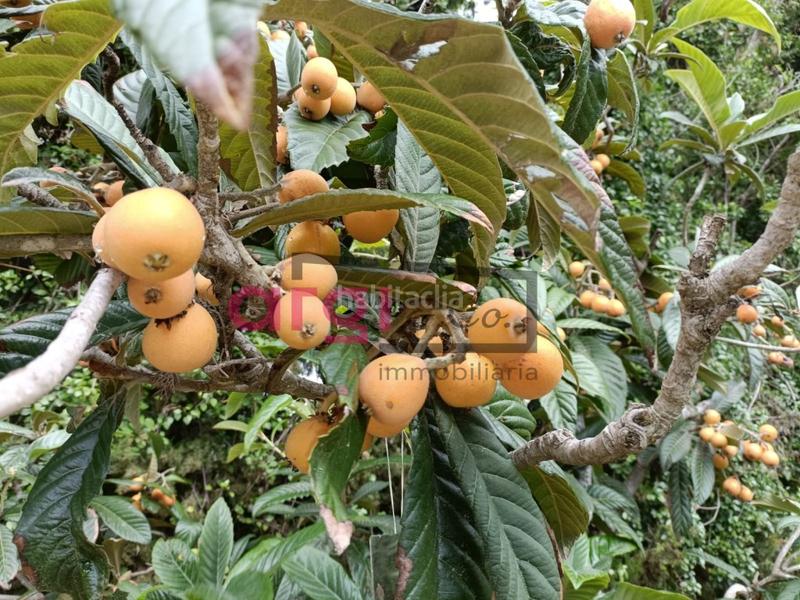 Foto bdc46741-5b4e-4ff9-9eaf-cfefdfab596d. Casa in costa Cunit - els jardins - els rosers Cunit