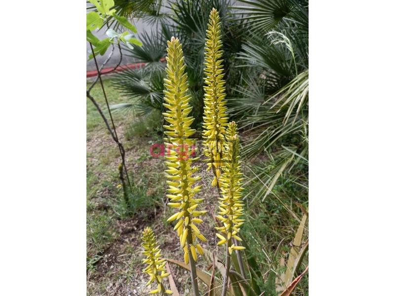 Foto d939689b-c46d-482e-b874-d7f8b10422d0. Casa in costa Cunit - els jardins - els rosers Cunit