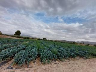 Residential Plot in Marchena. Parcela en marchena